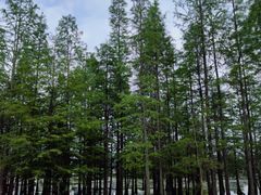 -白鹭湾湿地公园