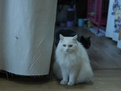 -小时光咖啡馆(开森度假森林店)