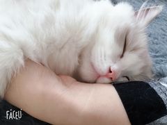 -Bastet sally猫舍购宠(静安店)