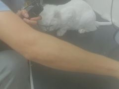 -乐琪宠物医院·犬猫专科·骨外科·急重症