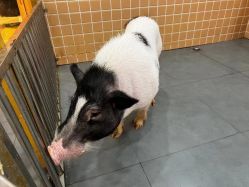 -Moni星球萌宠·小马宝莉·灵蛇·高端高阶全萌宠互动体验俱乐部(红豆国际广场店)