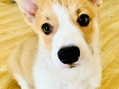 -FAELING PETS美天灵宠物(富力广场店)