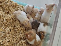 -怪兽屋·羊驼·猫咖·狗咖(俊华广场店)