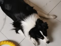 -翊宠yipet猫狗购宠庄园犬舍•猫舍