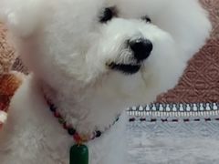 -利又安动物医院··老年病·猫科犬科·中兽医