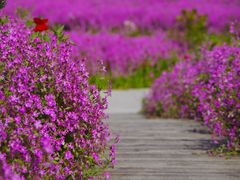 -花开海上生态园