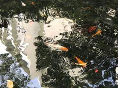 -香港大学