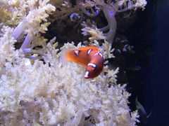 -西雅图水族馆