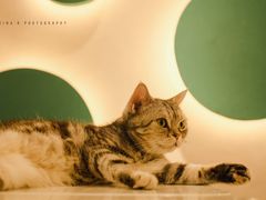 -飞行喵MR PILOT|猫舍·猫咖(静安大融城店)