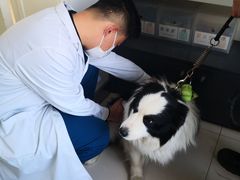 -派美特宠物医院·核磁CT·骨科肿瘤·疑难转诊(沈农禾丰店)