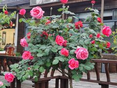 -呼吸森林·生态农庄农家乐私房菜