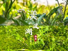 -渼陂湖