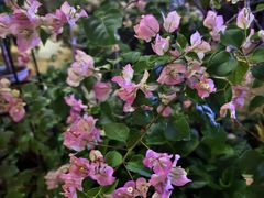 -小芙蓉湘菜馆(易生活购物公园店)