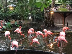 景点-清迈夜间动物园