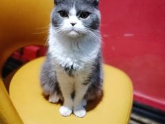 -猫色咖啡·猫咖