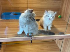 -猫十亿·布偶金渐层·曼基康矮脚猫舍(青年路店)