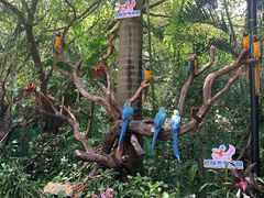 -广州长隆飞鸟乐园