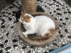-喵屿·大理花园猫咖