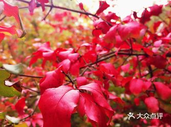 新虹桥中心花园的桂花逐渐退场，竹林旁边的红叶提早绚丽