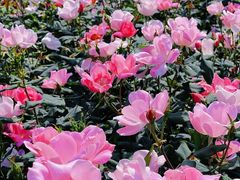 -人民公园(罗湖区)