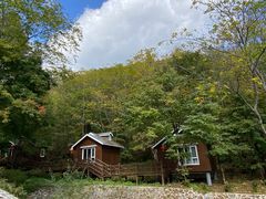 -云岭野山参风景区