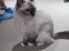 -藏猫猫咖啡主题馆(中央大道店)