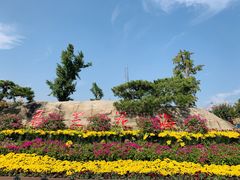 -荷兰花海