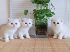 -爱宠屋pet shop·宠物洗澡·宠物美容