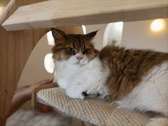 -More Fun猫咖 二十只万元加菲主题