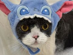 -momokira米努特·德文卷毛猫·棉花面纱犬