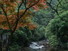 -姑婆山旅游区