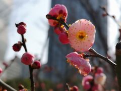 -新虹桥中心花园