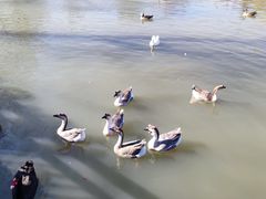 -溱湖国家湿地公园