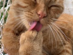 -喵屿·大理花园猫咖