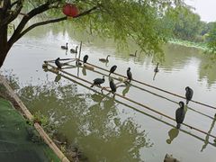 -长兴太湖图影湿地文化园