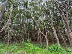 -同里国家湿地公园