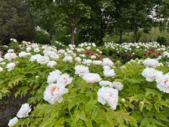 -莲花池公园