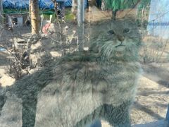 -青藏高原野生动物园