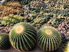 -深圳仙湖植物园