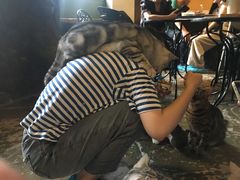 -猫猫幼稚园·撸猫·桌游·电玩