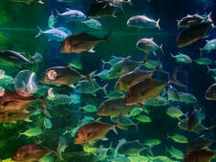 -烟台海昌鲸鲨海洋公园