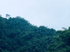 -芦沟竹海