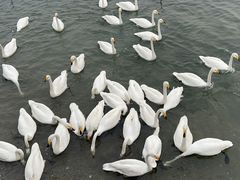 -烟墩角天鹅湖
