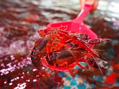 -巽寮印象美食部落餐厅·海鲜·地方特色菜(惠州体验店)