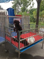 -萌宠亲子动物乐园(槐房万达店)