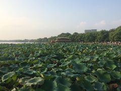 -西湖游船