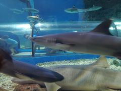 -福州罗源湾海洋世界旅游区