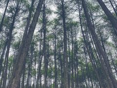 -硗碛藏寨·神木垒景区