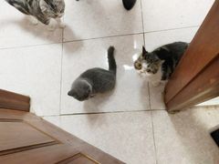 -瑞鹏宠物医院·骨科·猫科·内科(第一中心)