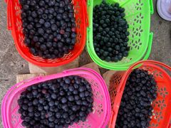 -金谷域澳洲庄园